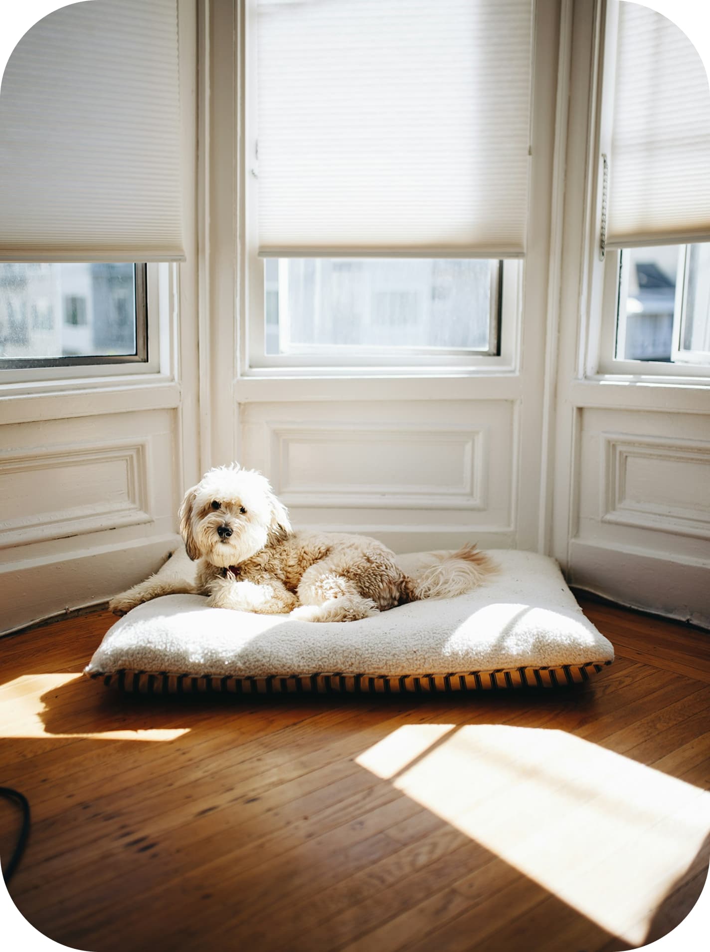 Image of a dog sitting on the floor next to the window with curtains